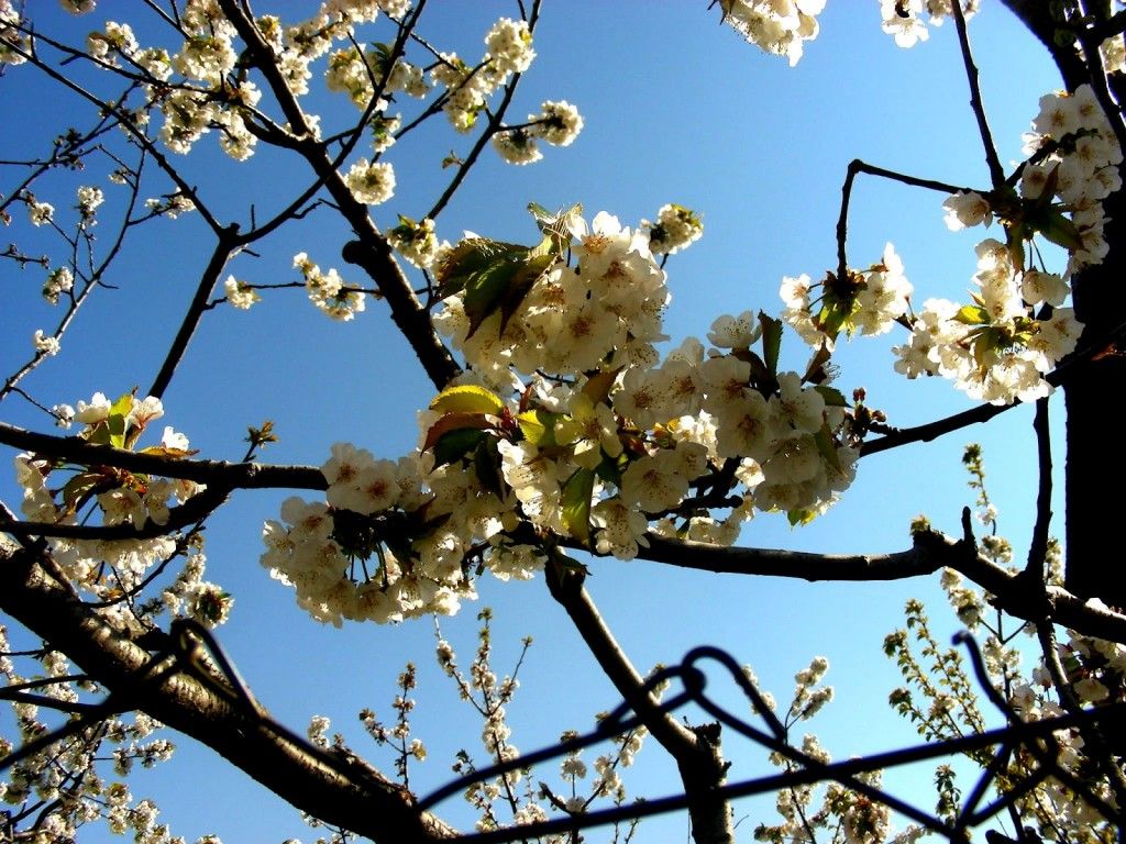 Flor de cerezo - fuente: "La ventana de teresa"