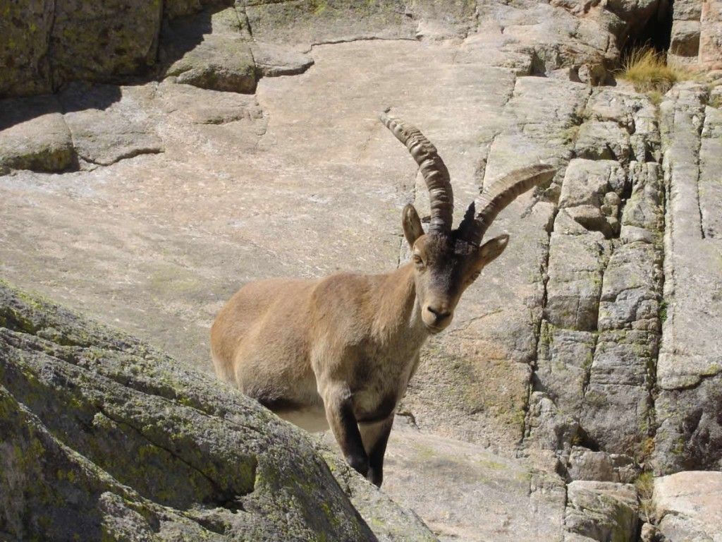 wfografía de cabra montesa- vía reservagredos.com